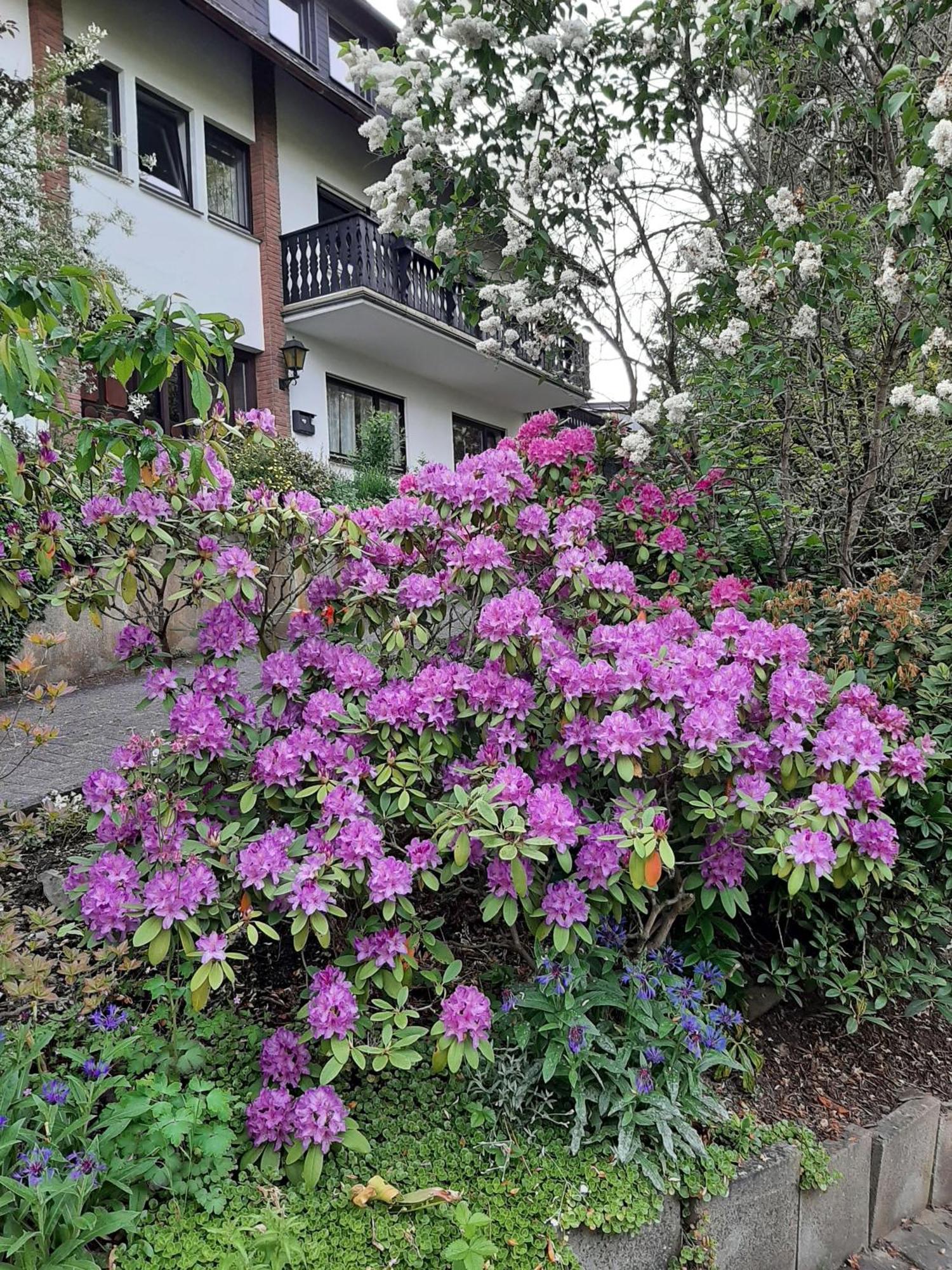 Ferienwohnung Bergblick Халенберг Екстериор снимка
